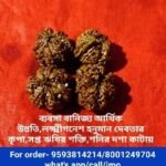 7 mukhi Ganesh Nepali Rudrakha Natural / ৭ মুখী গনেশ রুদ্রাক্ষ