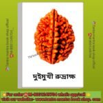 💥 Nepali 2Mukhi Original Rudraksha/নেপালি দুইমুখী রুদ্রাক্ষ