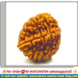 2 mukhi rudraksha / দ্বিমুখী রুদ্রাক্ষ