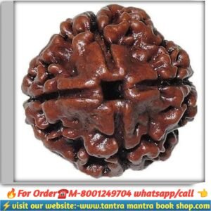 Charmukhi Rudraksha / চার মুখী রুদ্রাক্ষ