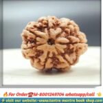 Sath mukhi rudraksha / সাত মুখী রুদ্রাক্ষ(Indranation)