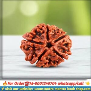 Panchamukhi Rudraksh/ পঞ্চমুখী রুদ্রাক্ষ