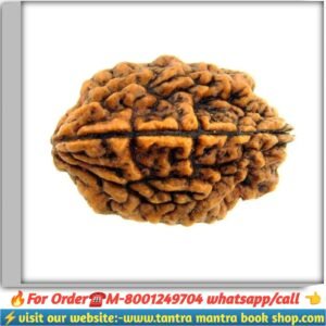 2 mukhi Rudraksha / দুই মুখি রুদ্রাক্ষ